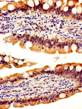 REG3A Antibody