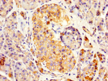 REG3A Antibody