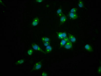 REG3A Antibody