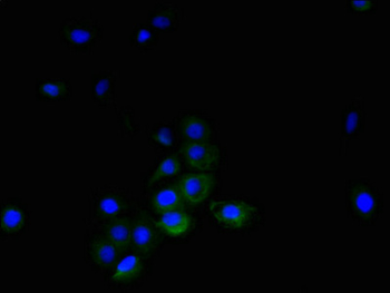 TNFSF14 Antibody