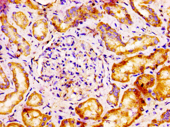 VTCN1 Antibody