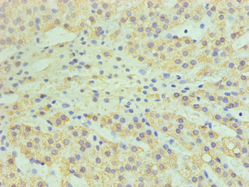 CYP11A1 Antibody