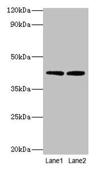 LIAS Antibody