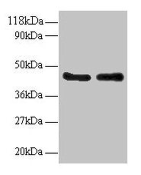 AHSA1 Antibody