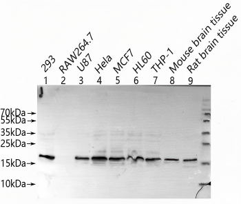 BLOC1S1 Antibody