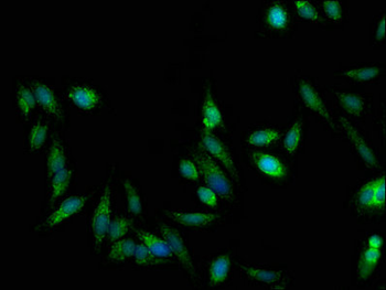 TRAP1 Antibody