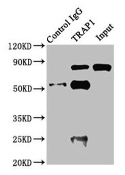 TRAP1 Antibody