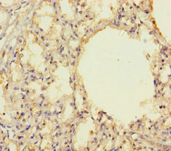 THAP12 Antibody