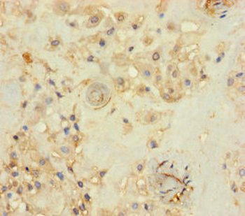 THAP12 Antibody