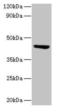 ST3GAL3 Antibody