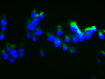 DUSP13 Antibody