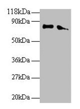 ERP29 Antibody