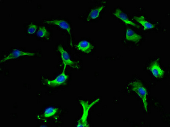 LRBA Antibody