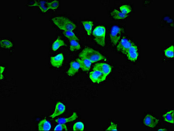 LRBA Antibody