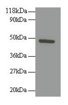 RELT Antibody