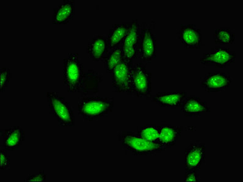 PHF5A Antibody