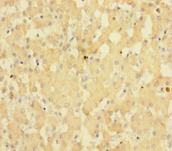 SUB1 Antibody