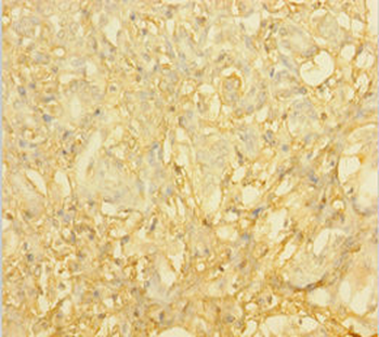 SUB1 Antibody