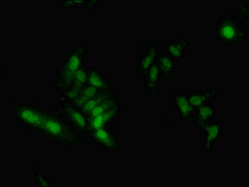 HNRNPA2B1 Antibody