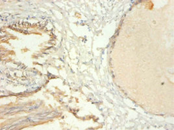 TRIM28 Antibody