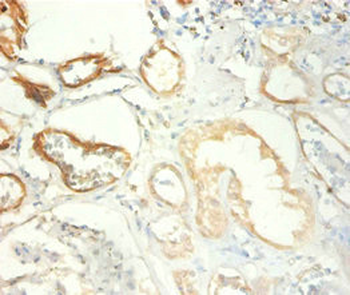 TRIM28 Antibody