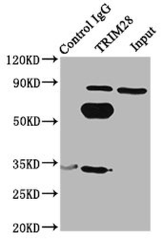 TRIM28 Antibody