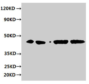 ERGIC3 Antibody