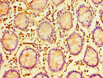 ERGIC3 Antibody