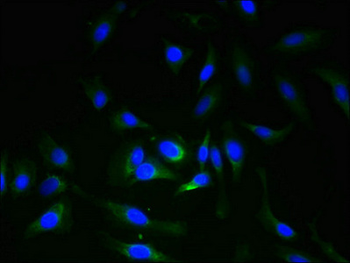 ERGIC3 Antibody