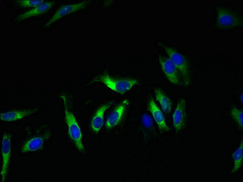 KCND1 Antibody