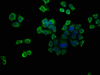 ATP6V1G1 Antibody
