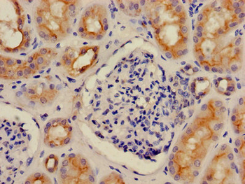 ATP6V1G1 Antibody