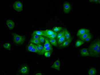 KCNJ10 Antibody