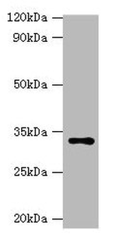 HSD11B1 Antibody