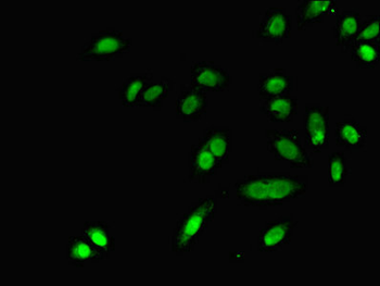 DHRS9 Antibody