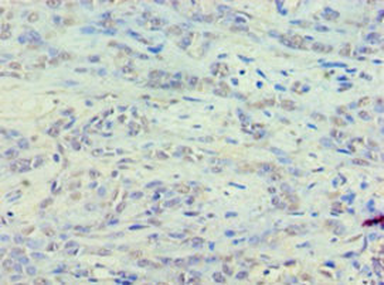 EEF1E1 Antibody