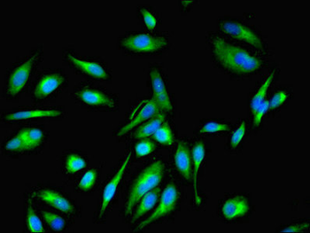 EEF1E1 Antibody