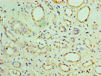 CHCHD4 Antibody