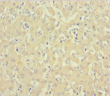 C1D Antibody