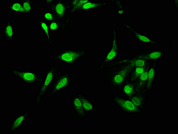 C1D Antibody