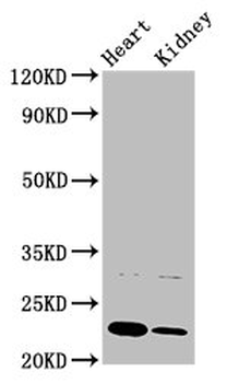 PTPMT1 Antibody