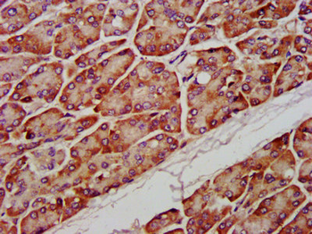 PTPMT1 Antibody