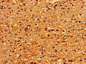 PTPRZ1 Antibody
