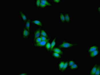 PTPRZ1 Antibody
