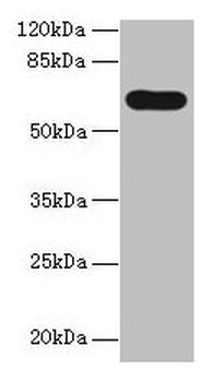 PTPN5 Antibody