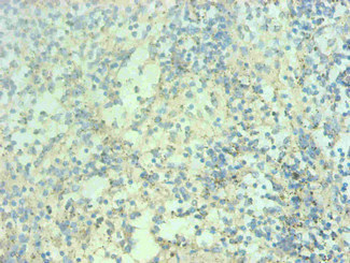 S100A9 Antibody