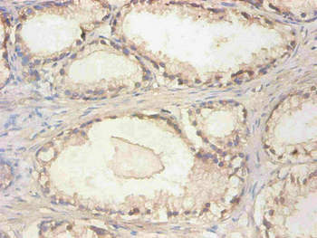 CST3 Antibody