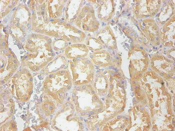 CST3 Antibody