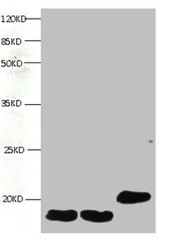 FABP3 Antibody