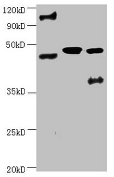 ENO2 Antibody